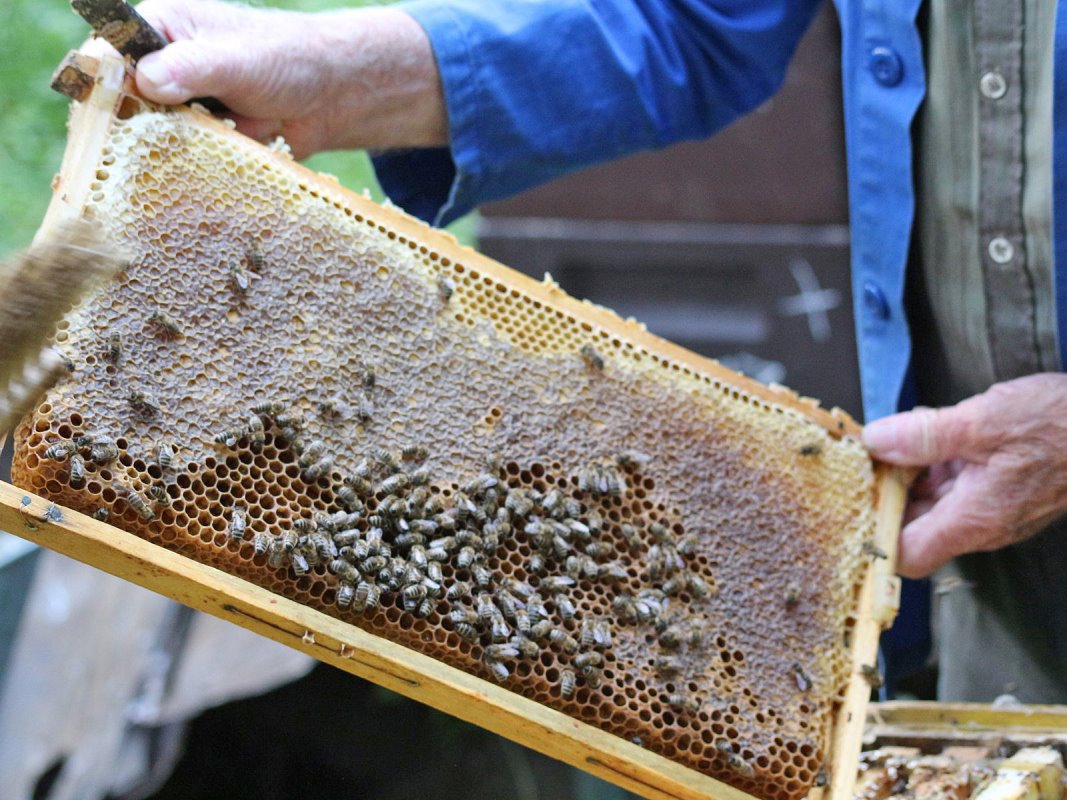 Die Honig-Ernte ist für den Imker nicht nur der Höhepunkt seiner Arbeit, sie ist auch der Lohn für die Pflege seiner Bienenvölker. (Foto: Knut Kuckel)