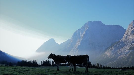 (Foto: Knut Kuckel)